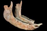 18.2" Running Rhino (Subhyracodon) Skull - South Dakota - #131361-14